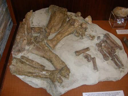Arm Bones of Fossil Tuskless Walrus 2